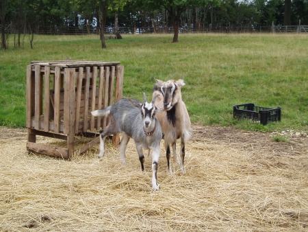 015/ Koz� ml�ko �erstv� nadojen� chlazen�.