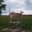 014/k Koz� ml�ko ACIDOFIN�.
