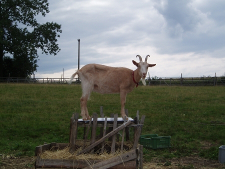 014/k Koz� ml�ko ACIDOFIN�.