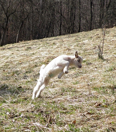 020/ Koz� pasta probioticka natur�l.