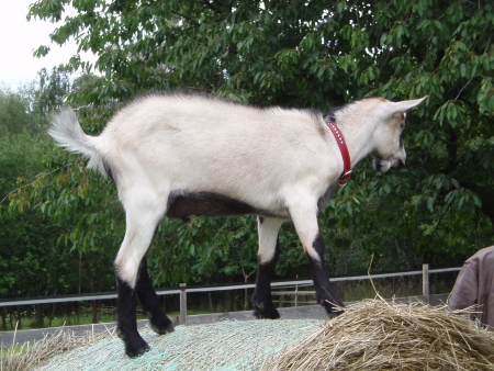 012/ Koz� syrov�tka sladk� i ze zakysan�ch v�robk�.