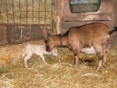 022/ Kozí tvaroh naturál.